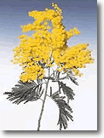 Mimosa4.gif (20068 byte)