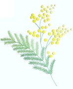 mimosa3.jpg (5376 byte)